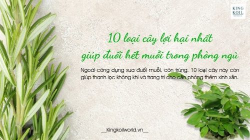 Đặt 10 loại cây này trong phòng ngủ để đuổi hết muỗi