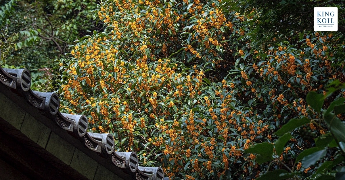Cây xanh tốt khi đủ ánh sáng, tưới nước thường xuyên và bón phân đầy đủ